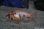 Aulonocara Firefish OB, Zoetwatervis, Vis