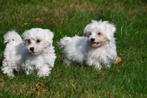 Maltezer pups te koop, Dieren en Toebehoren, Maltezer, 15 weken tot 1 jaar, Buitenland, CDV (hondenziekte)