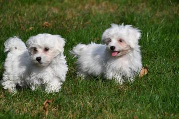 Maltezer pups te koop beschikbaar voor biedingen