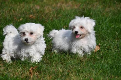 Maltezer pups te koop, Dieren en Toebehoren, Honden | Chihuahua's en Gezelschapshonden, Meerdere dieren, Maltezer, Fokker | Professioneel