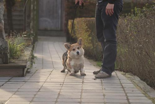 Ayla, Corgi, 7 jaar, teef, Dieren en Toebehoren, Honden | Herdershonden en Veedrijvers, Teef, Overige rassen, Fokker | Professioneel