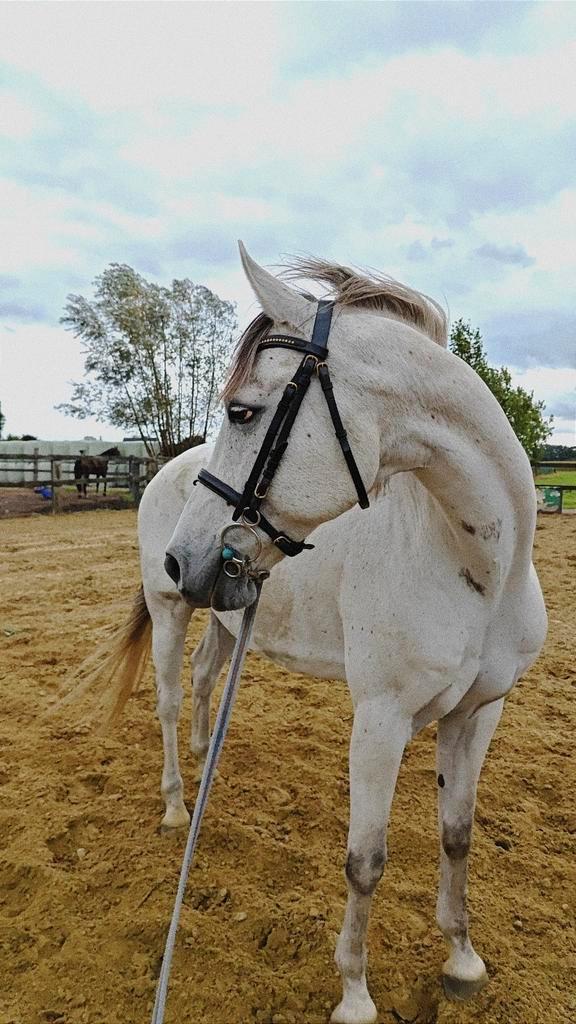 Verzorger gezocht, Dieren en Toebehoren, Paarden