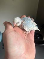 Jonge tamme grasparkiet, Dieren en Toebehoren, Vogels | Parkieten en Papegaaien