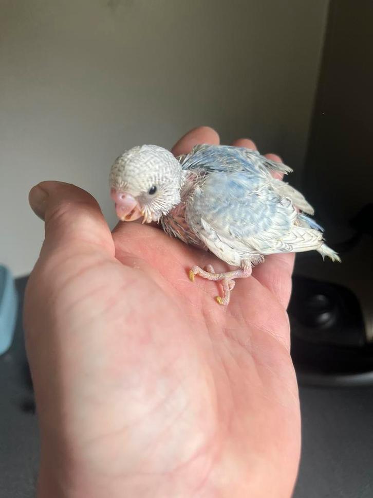 Jonge tamme grasparkiet, Animaux & Accessoires, Oiseaux | Perruches & Perroquets