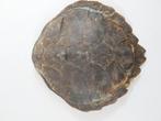 Antiek waterschildpad schild – Zuid Afrika, Verzamelen, Gebruikt, Ophalen of Verzenden