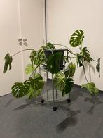 Monstera Deliciosa zeer grote kamerplant, Huis en Inrichting, Kamerplanten, Ophalen, 100 tot 150 cm, Overige soorten, In pot