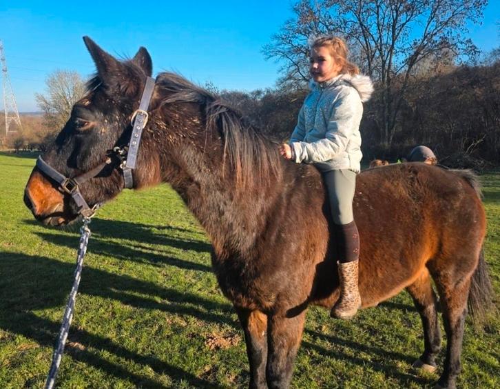 oudere springpaarden, Animaux & Accessoires, Chevaux, Hongre