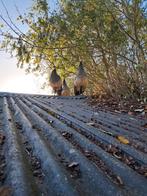 4 pauwen: 2 man, 2 vrouw, van 2025, Dieren en Toebehoren, Stalling en Weidegang