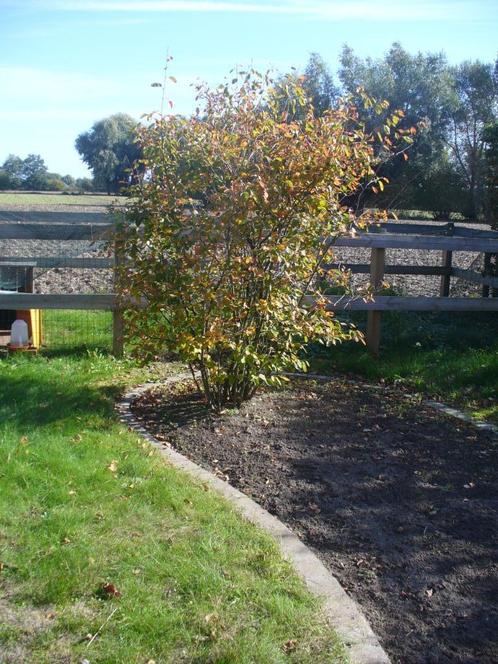 Grote struik “Amelanchier Lamarckii “, Jardin & Terrasse, Plantes | Arbustes & Haies, Arbuste, Enlèvement