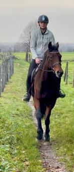 Lagere prijs lieve merrie, Dieren en Toebehoren, Pony's, Merrie