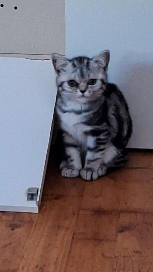 Brits korthaar black silver tabby, Dieren en Toebehoren, Katten en Kittens | Raskatten | Korthaar, Poes, 0 tot 2 jaar, Gechipt