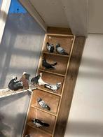 Hoogevliegers duiven 40stuk