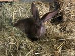 Konijn, Dieren en Toebehoren, Konijnen, Vrouwelijk