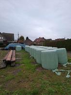 Voeder Mais TE KOOP... Ninove, Ophalen