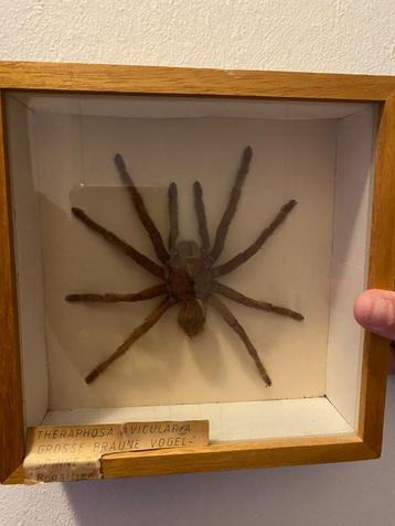 Opgezette vogelspin beschikbaar voor biedingen