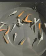 Medakka rijstvissen color mix, Dieren en Toebehoren, Vissen | Aquariumvissen, Vis, Zoetwatervis, Schoolvis