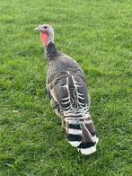 Ronquiere kalkoen, Dieren en Toebehoren, Pluimvee, Kalkoen