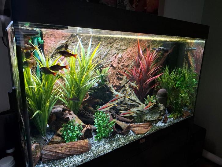 Aquarium de 300 litres., Animaux & Accessoires, Poissons | Poissons d'aquarium