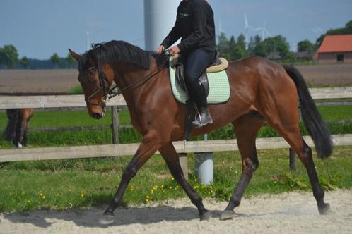 Leuke fijn te rijden merrie, Dieren en Toebehoren, Paarden, Merrie, B, 160 tot 165 cm