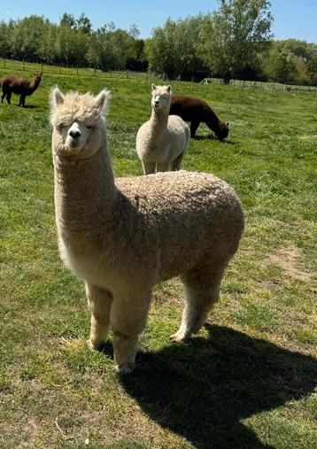 Alpaca hengstje te koop.