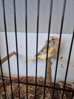 Bonte groenvinken, Meerdere dieren, Wildzangvogel, Geringd