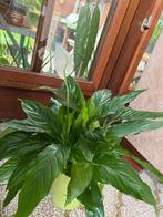 Spathiphyllum avec cache-pot, Maison & Meubles, Ombre partielle, En pot, Plante à fleurs, Enlèvement ou Envoi