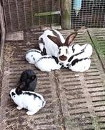 Nest reuze vlinder lotharinger, Meerdere dieren, Groot, 0 tot 2 jaar