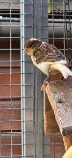 Kanarie, Dieren en Toebehoren, Vogels | Overige Vogels, Geslacht onbekend