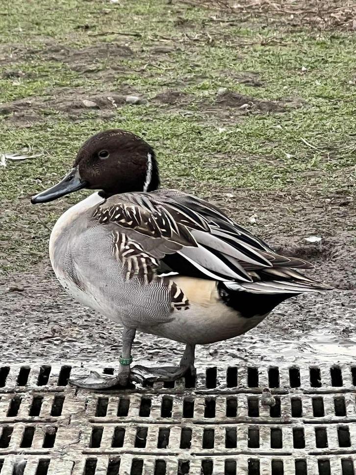 europese pijlstaart @ paradijshof, Dieren en Toebehoren, Pluimvee, Eend, Meerdere dieren