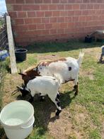 Mooi fors bokje van dwerggeitje, Dieren en Toebehoren, Mannelijk, Geit, 0 tot 2 jaar
