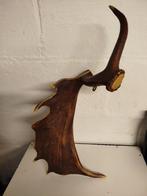 Gewei Dama Dama (damhert) zeer oud ., Ophalen