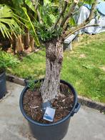 Olijfboom met ruwe stam, Tuin en Terras, Planten | Bomen, 100 tot 250 cm, Olijfboom, Ophalen, Volle zon