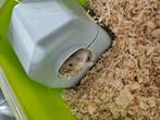 Hamster ( M )te koop 8 euro . 7 weken oud, Dieren en Toebehoren, Augustus, Mannelijk