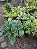 Mooie hosta collectie , forse planten, Tuin en Terras, Planten | Tuinplanten, Ophalen