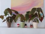 3 begonia´s met stippen Inclusief cachepots, Enlèvement, Plein soleil