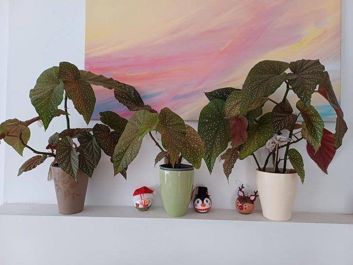 3 begonia´s met stippen Inclusief cachepots, Huis en Inrichting, Kamerplanten, Volle zon, Ophalen
