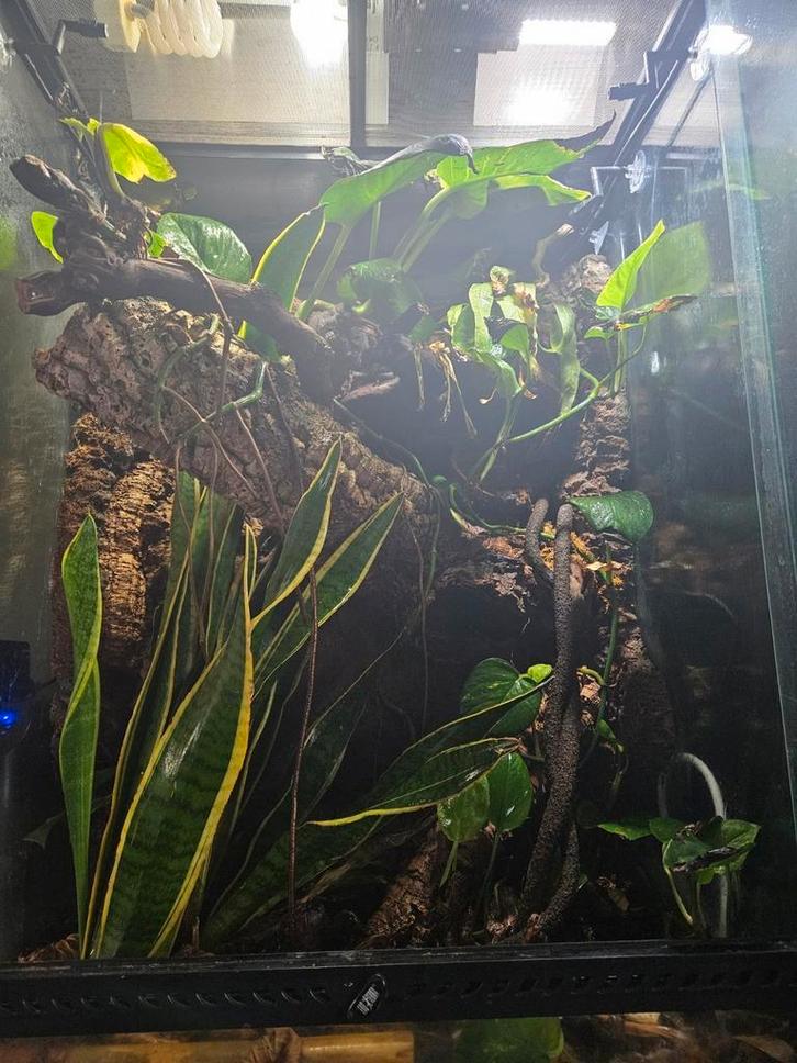 Custom terrarium met alle toebehoren (60  45  90), Dieren en Toebehoren, Reptielen en Amfibieën | Toebehoren, Zo goed als nieuw