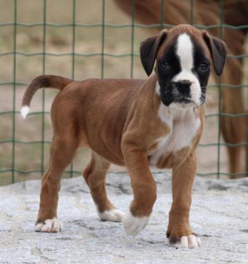 Boxer pups beschikbaar voor biedingen