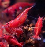 Laatste dagen, uitverkoop van garnaaltjes, guppy's, pleco's, Dieren en Toebehoren