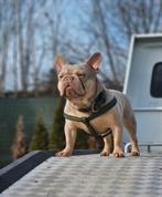 Franse bulldog dekreu (niet te koop!), Dieren en Toebehoren, Honden | Bulldogs, Pinschers en Molossers, België, Reu, 1 tot 2 jaar