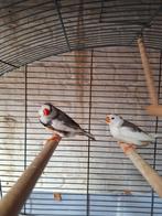 Kweekkoppel zibravinken met kooi .