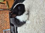 Raszuivere kleurdwergjes de kleinste soort konijnen, Dieren en Toebehoren, Konijnen