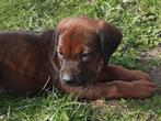Prachtige Rhodesian ridgeback pups met stamboom, Dieren en Toebehoren, Honden | Beagles, Bassets en Lopende honden, CDV (hondenziekte)