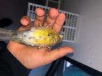 kanaries, Dieren en Toebehoren, Ophalen, Gebruikt, Overige typen