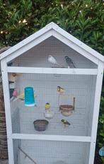 Fife fancy's te koop