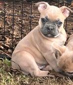 franse bulldog pups, Animaux & Accessoires, Chiens | Bouledogues, Pinschers & Molossoïdes, Chien (mâle), Parvovirose, Belgique