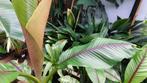 Musa Itinerans Forma India, Vaste plant, Bloeit niet, Halfschaduw, Ophalen
