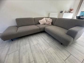 Prachtige grijze hoekzetel 1 jaar oud beschikbaar voor biedingen
