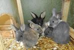 Dwergkonijnen, Dieren en Toebehoren, Konijnen, Meerdere dieren, Dwerg