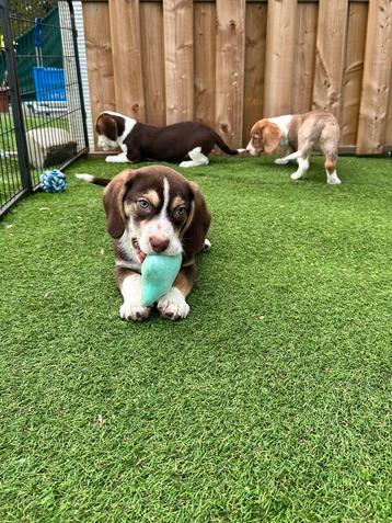 Prachtige beagi ( beagle x corgi ) pups